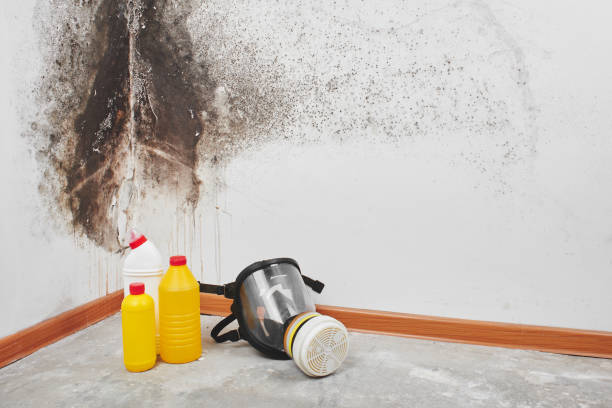 Best Mold Remediation  in Booneville, MS