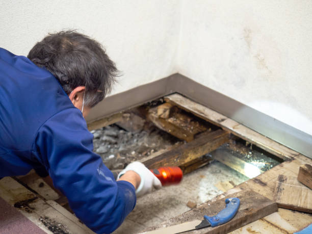 Best Best Mold Removal Companies  in Booneville, MS