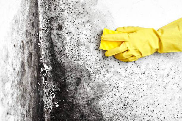 Best Local Mold Removal Service  in Booneville, MS