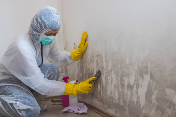 Best Home Mold Removal  in Booneville, MS