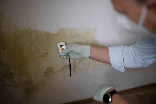  Booneville, MS Mold Removal Pros