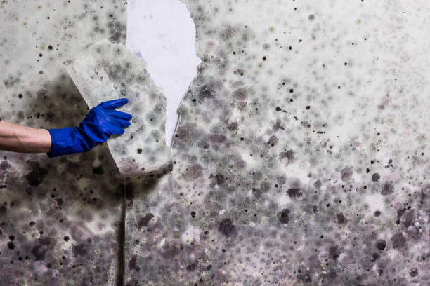 Best Fast Mold Removal  in Booneville, MS