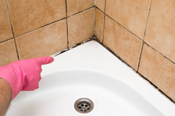 Best Crawl Space Mold Removal  in Booneville, MS