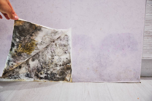 Best Affordable Mold Removal  in Booneville, MS